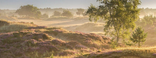 De 30 leukste vakantieparken in Noord-Nederland voor 2026